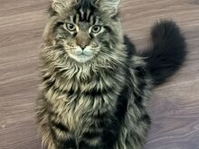 Maine Coon kassipoeg