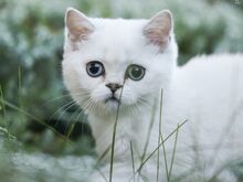 Голубоглазая девочка скоттиш-страйт