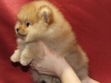 Pomeranian kutsikad
