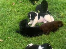 Newfoundlandi kutsikad