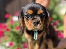 Viimane Cavalier King Charles Spanjeli kutsikas
