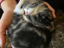Котёнок