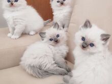 Ragdoll kittens