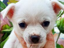 Chihuahua kutsikad