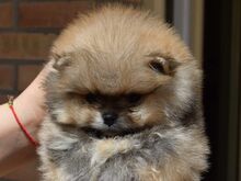 Pomeranian kutsikad