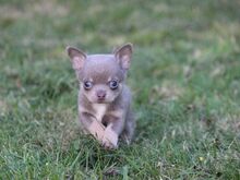 Chihuahua kutsikad