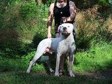 Argentiina dogi/dogo argentino