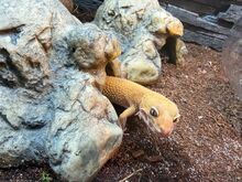 Leopardgekod otsivad uut kodu!