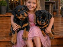Rottweileri kutsikad