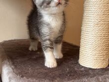 Scottish Fold/Straight kassipojad