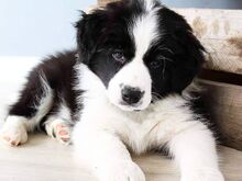 Bordercollie kutsikad