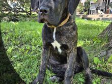 4- kuused Cane Corso kutsikad