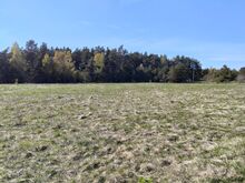 SAAREMAA, SAAREMAA VALD, LAUGU KÜLA, METSA