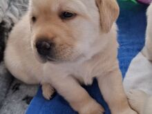 Labrador-retriiveri kutsikad