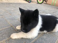 Akita kutsikad