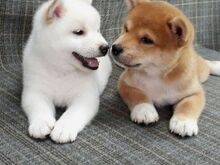 Jaapani shiba inu