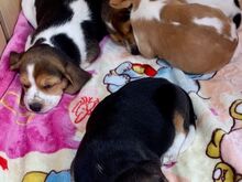 Beagle'i kutsikad