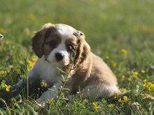 Cavalier King Charles kutsikas
