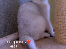Scottish fold