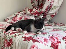 Kassipoiss Teodor