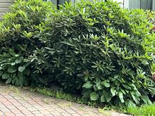 Rododendronid