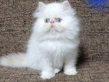 Персидские котята