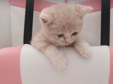 Sinisilmsed Scottish Straight kreem kassipojad