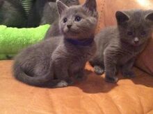 Russian blue kittens