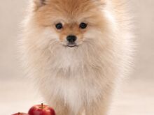 Pomeranian Spits