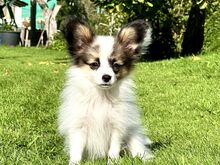Papillon