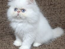 Персидские котята