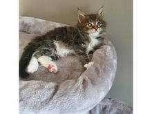 Maine coon kittens