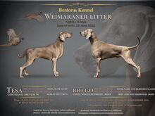 Weimari linnukoera kutsikad