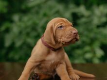 Vizsla / Ungari lühikarvalise linnukoera kutsikad
