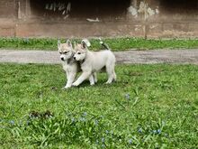 Emased Husky kutsikad