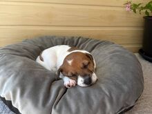 Jack Russelli tüdruk, Riia