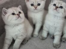 Британские котята