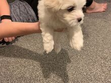 Bichon Frise kutsikad