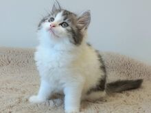 Scottish Straight Fold kassipojad