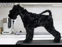 Kerry Blue Terrier