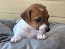 Jack Russelli tüdruk, Riia