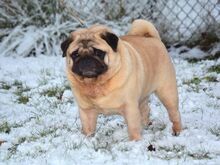 Mops