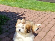 Lhasa Apso