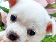 Chihuahua kutsikad