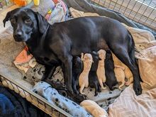 5 emast / 3 isast labradori retriiveri kutsikat