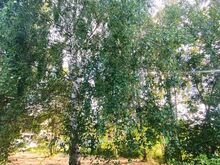 Жилой участок - Пуу теэ 3, Сойнасте, волость Камбья