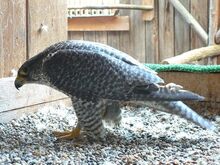 Buy GYR Falcon Pair Online