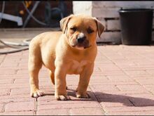 Ameerika buldog.