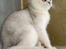 Scottish fold