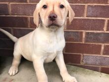 Labradori retriiveri kutsikad